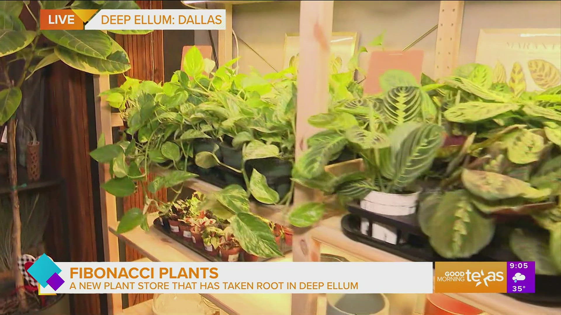 Paige takes us into a new plant store in Deep Ellum to show us what they have to offer and the story behind the business.