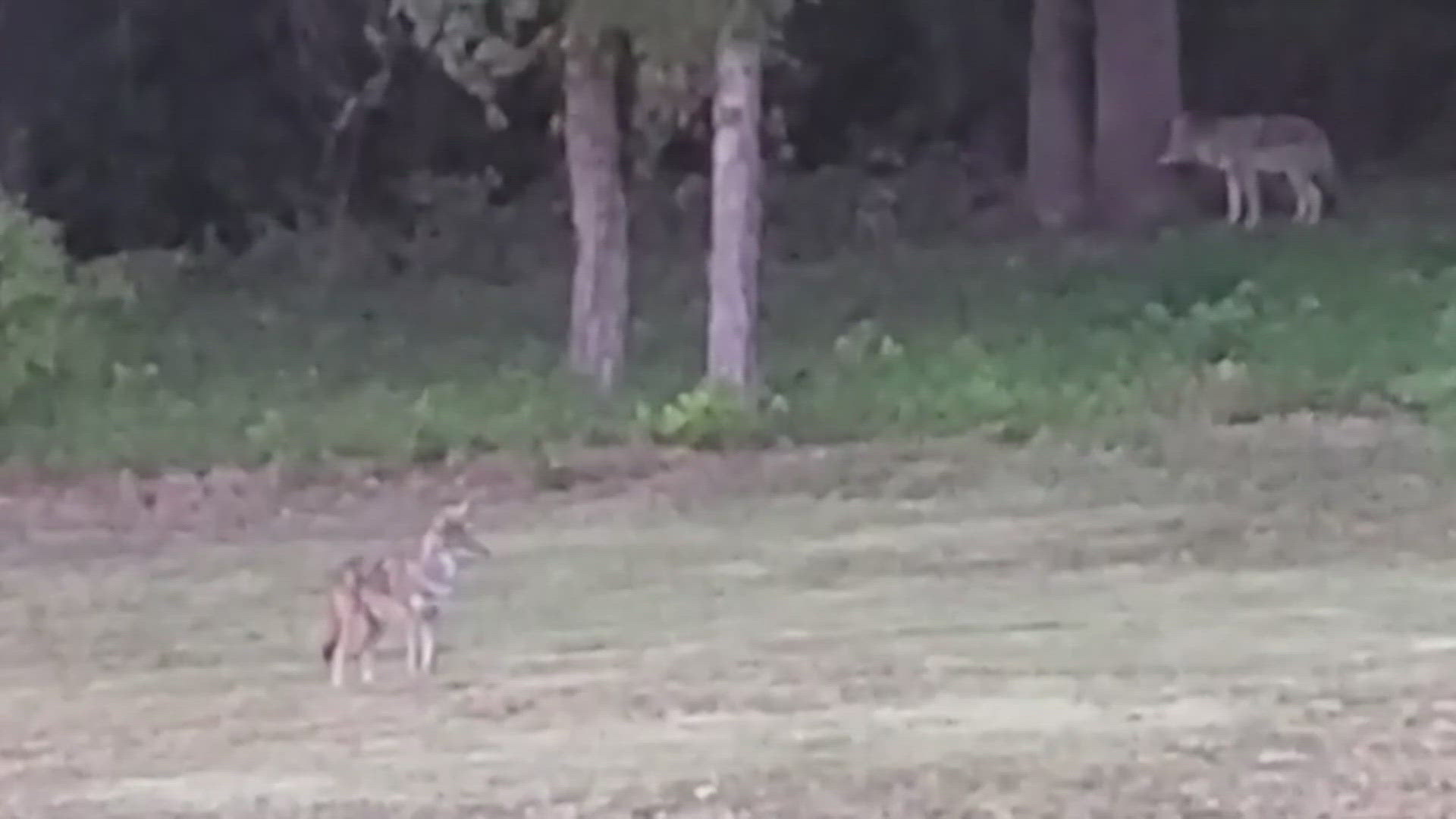 A family showed WFAA videos of coyotes eating a snake in their backyard and videos showing them playing with their pups.