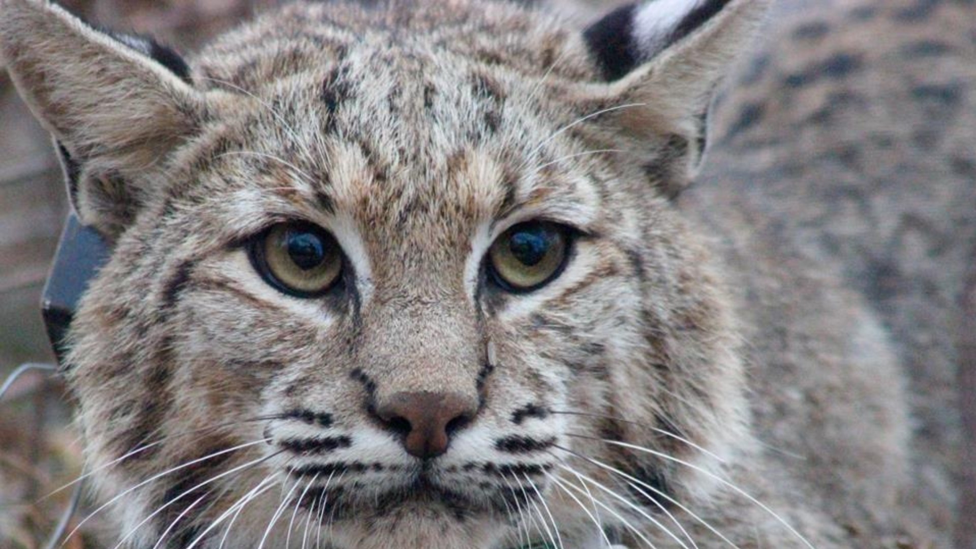 Bobcats have found ways to adapt in the North Texas area. While many worry about their own safety, urban biologists say they are actually providing people a service.