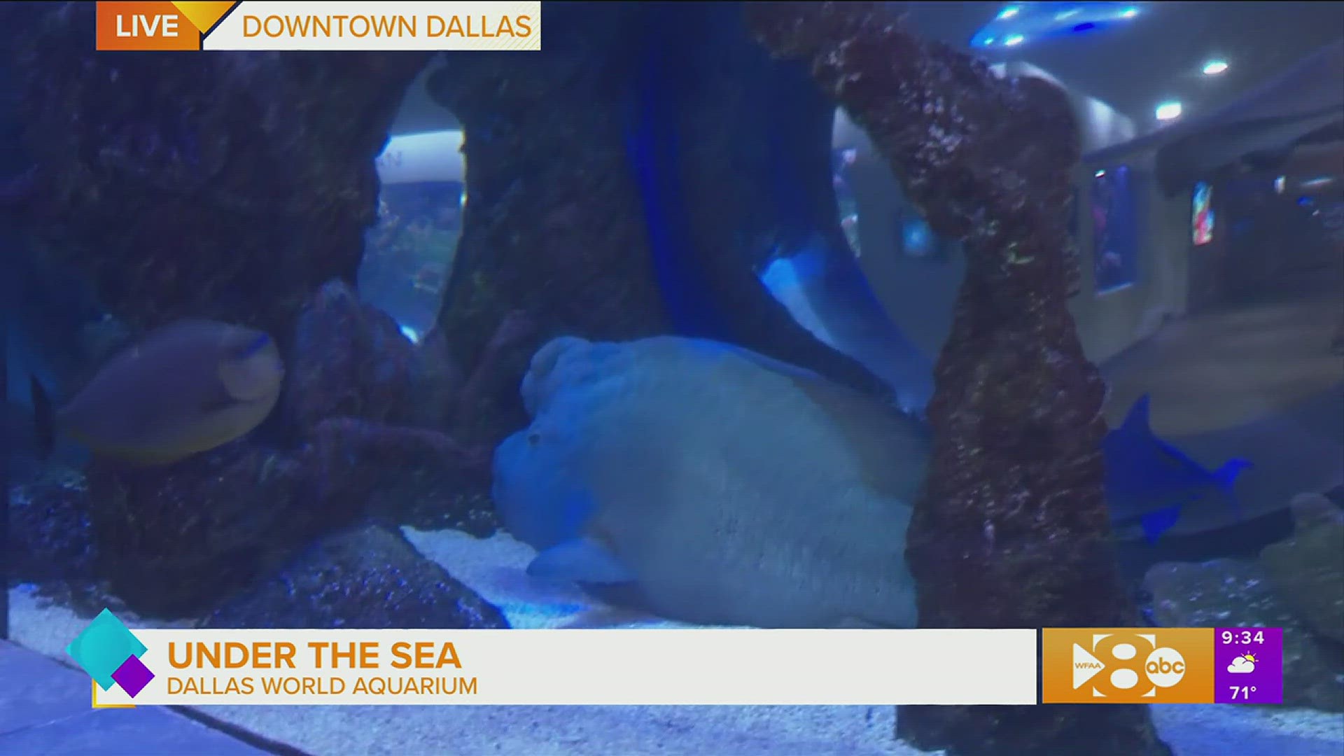 Paige took a deeper dive of the Dallas World Aquarium for an ocean view.