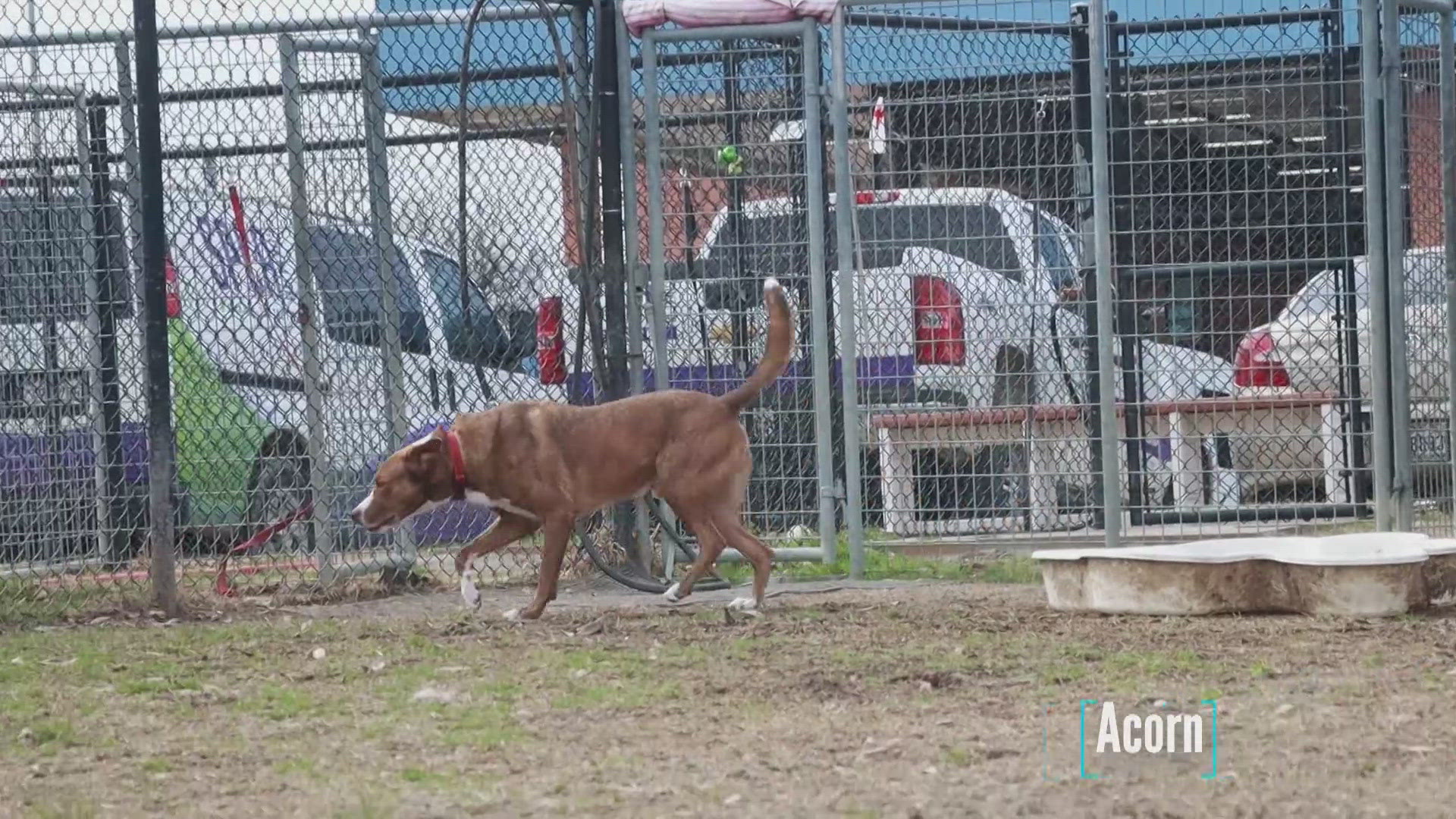 Acorn is looking for his fur-ever home.