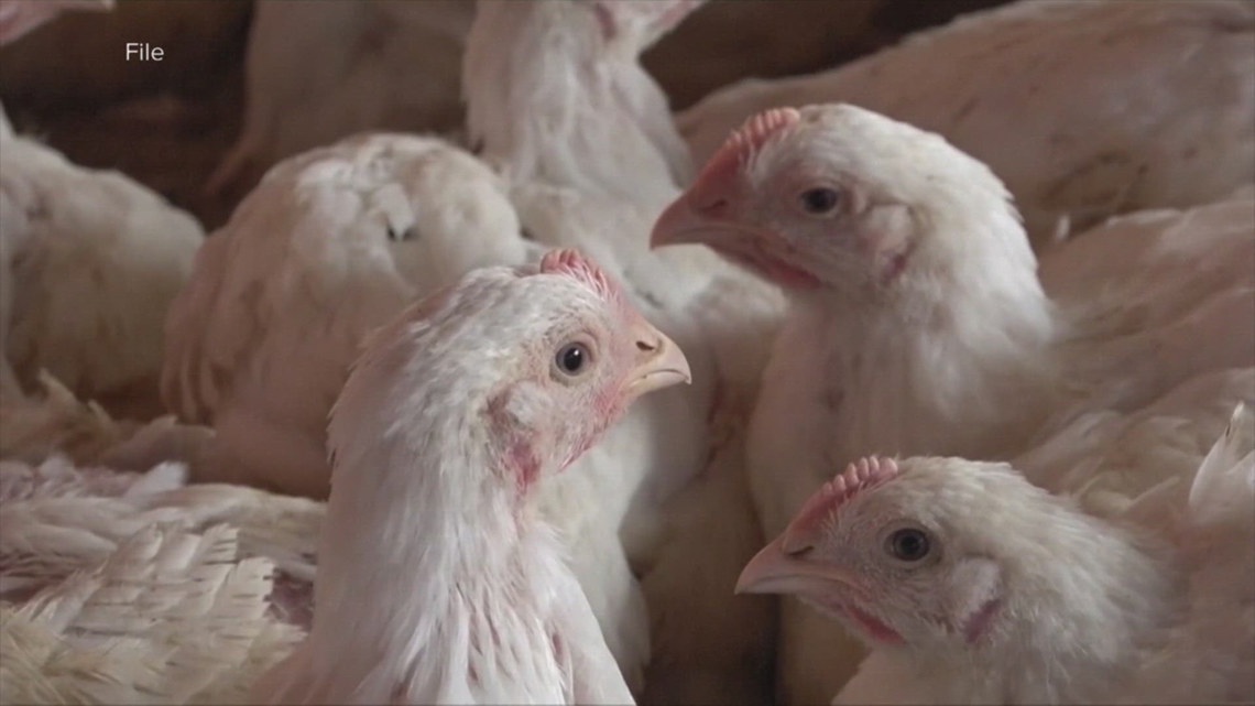 Bird flu continues to spread, affecting egg prices | wfaa.com