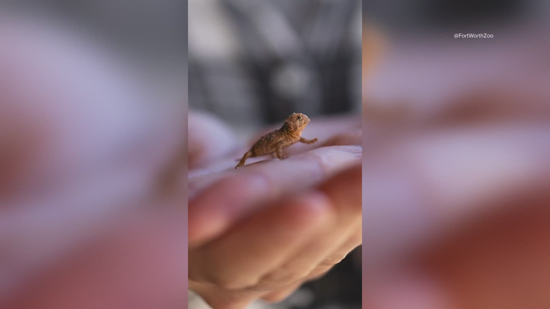 The Fort Worth Zoo is showing off some of their Texas horned lizard hatchlings. They are preparing to release them into the wild.