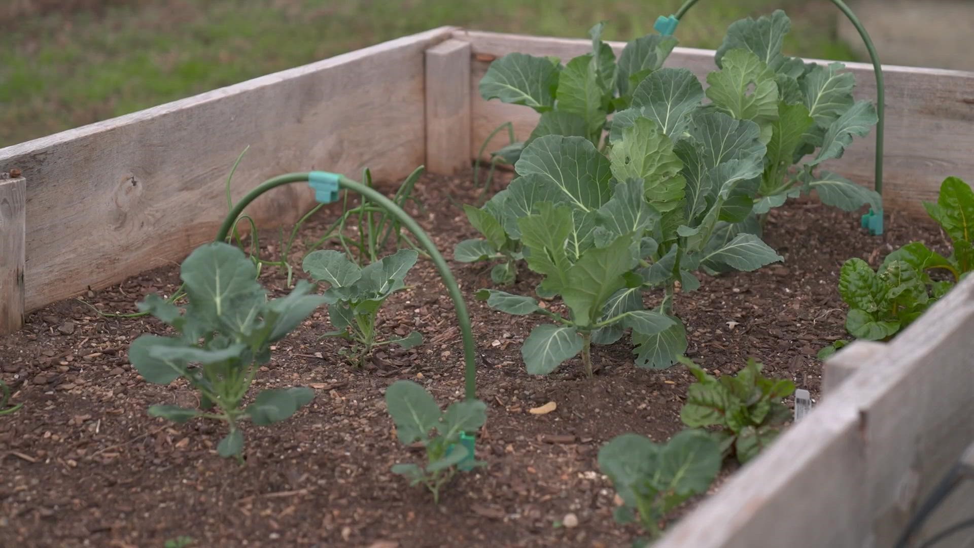 Southside Community Garden has set up 64 backyard gardens in the 76104 zip code, which has the lowest life expectancy in the state.