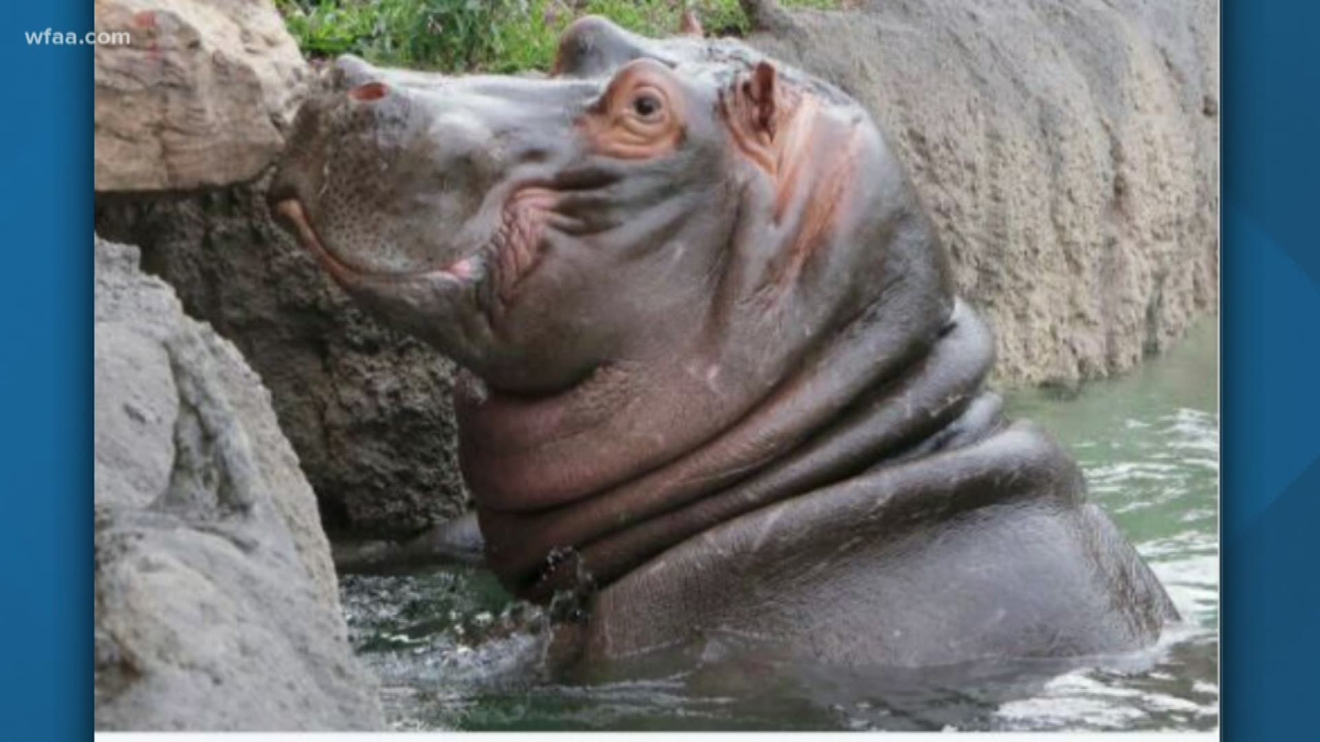 Dallas Zoo devastated by loss of male hippo