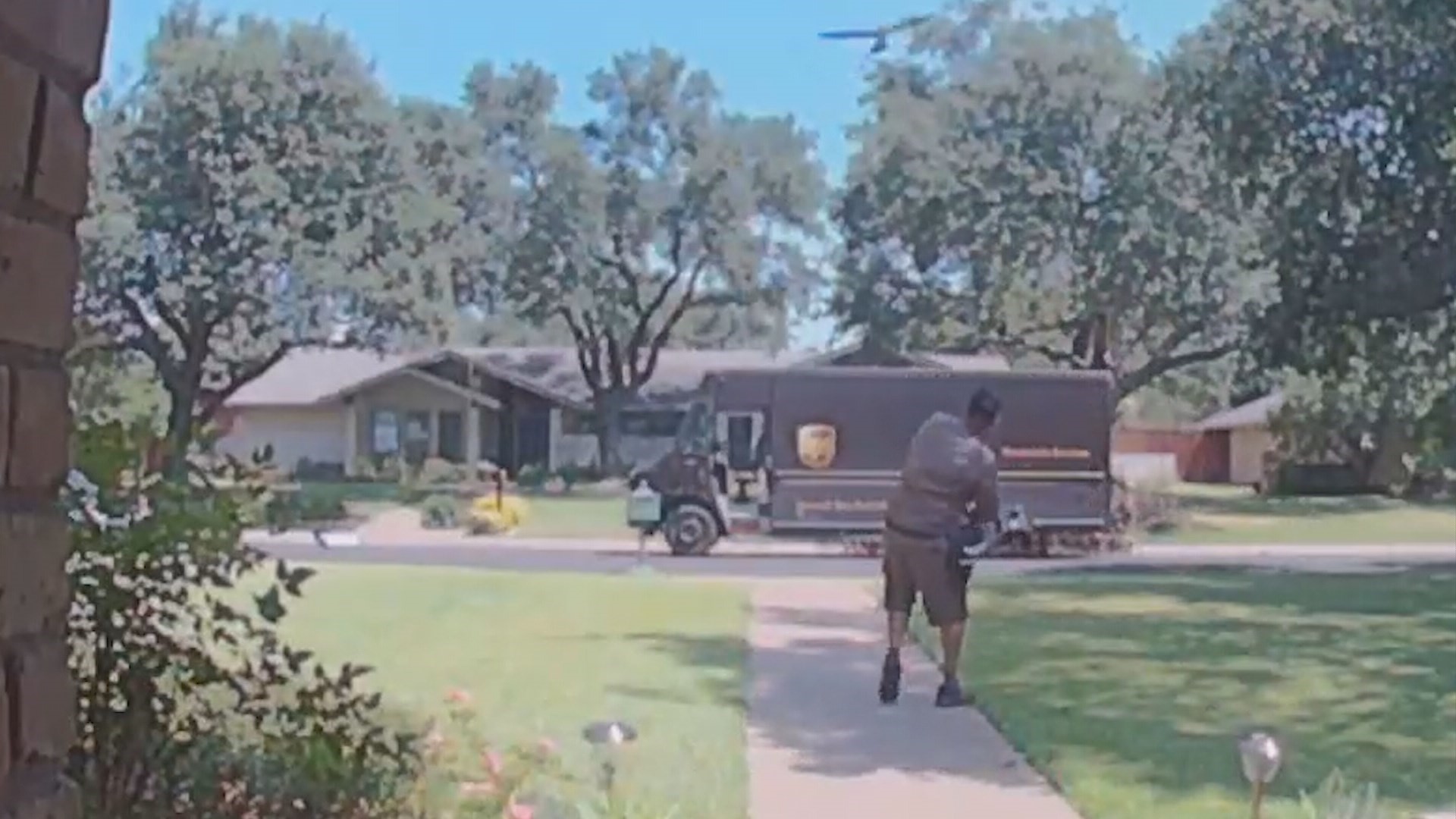 A pair of dive-bombing Mississippi Kites have made life interesting for one North Dallas family and their visitors.