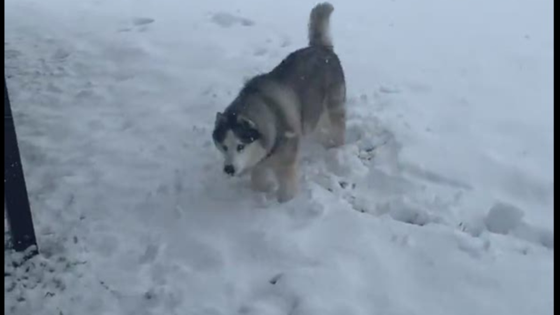 A husky plays in the snow in Valley Mills
Credit: Hal