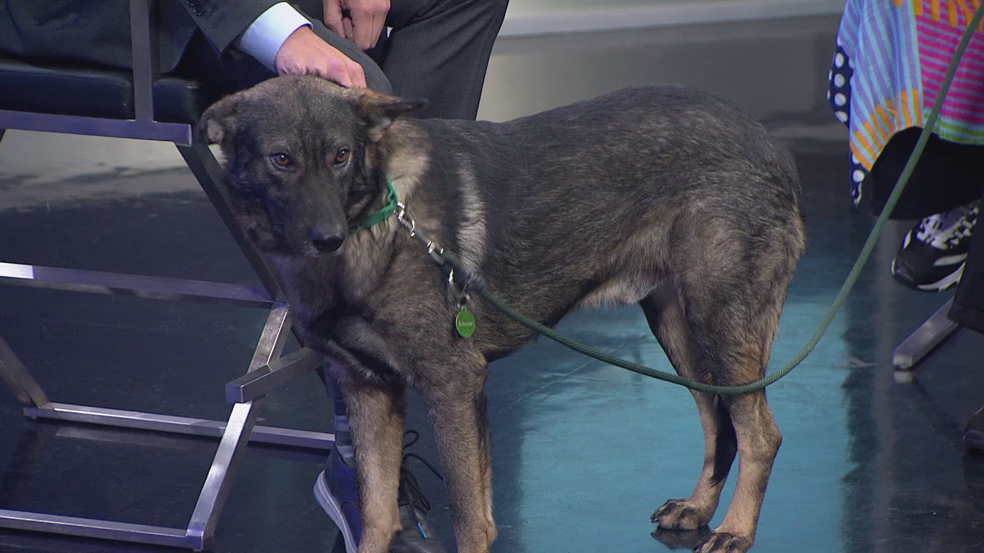 Rocky is available for adoption through the SPCA of Texas.