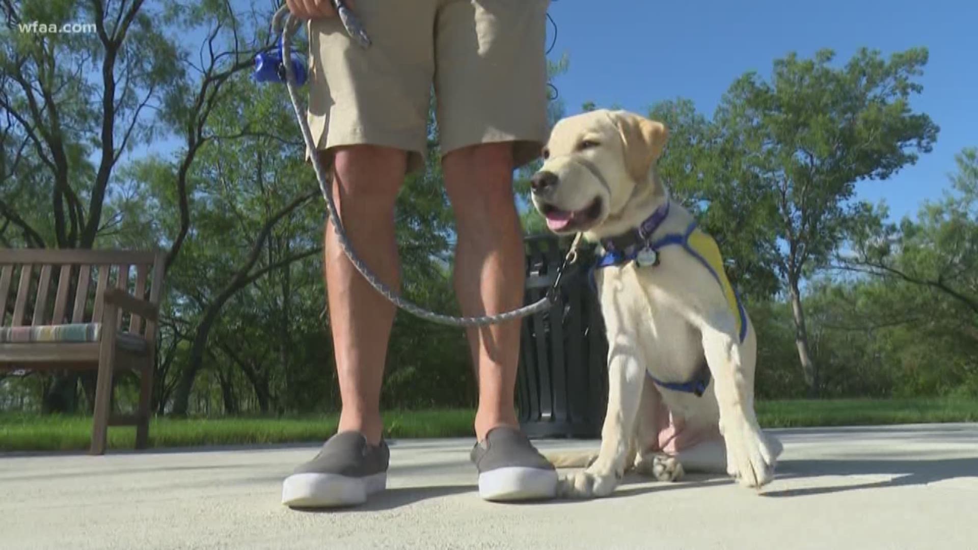 Canine companions for Independence helps provide assistance dogs to people in North Texas living with disabilities. 