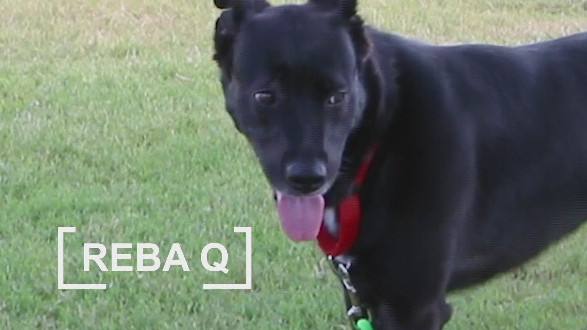 Reba Q is looking for a forever home and she is available now.