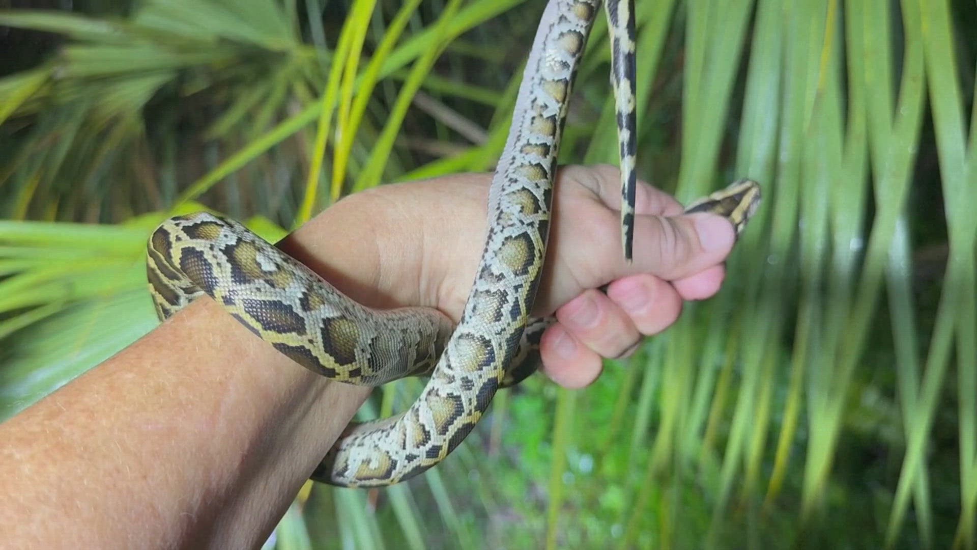 Snake hunting as a job? Why it's important in Florida | wfaa.com