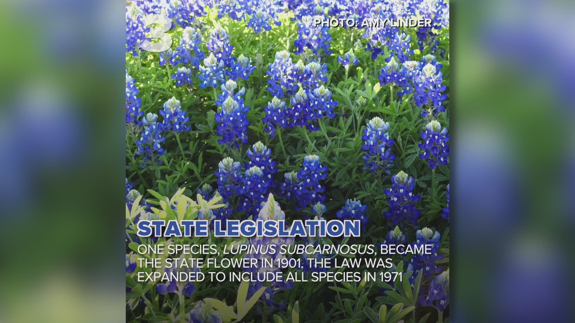Can you pick bluebonnets? Why are there so many near roadways? Eight interesting facts about the Texas state flower here! WFAA.com
