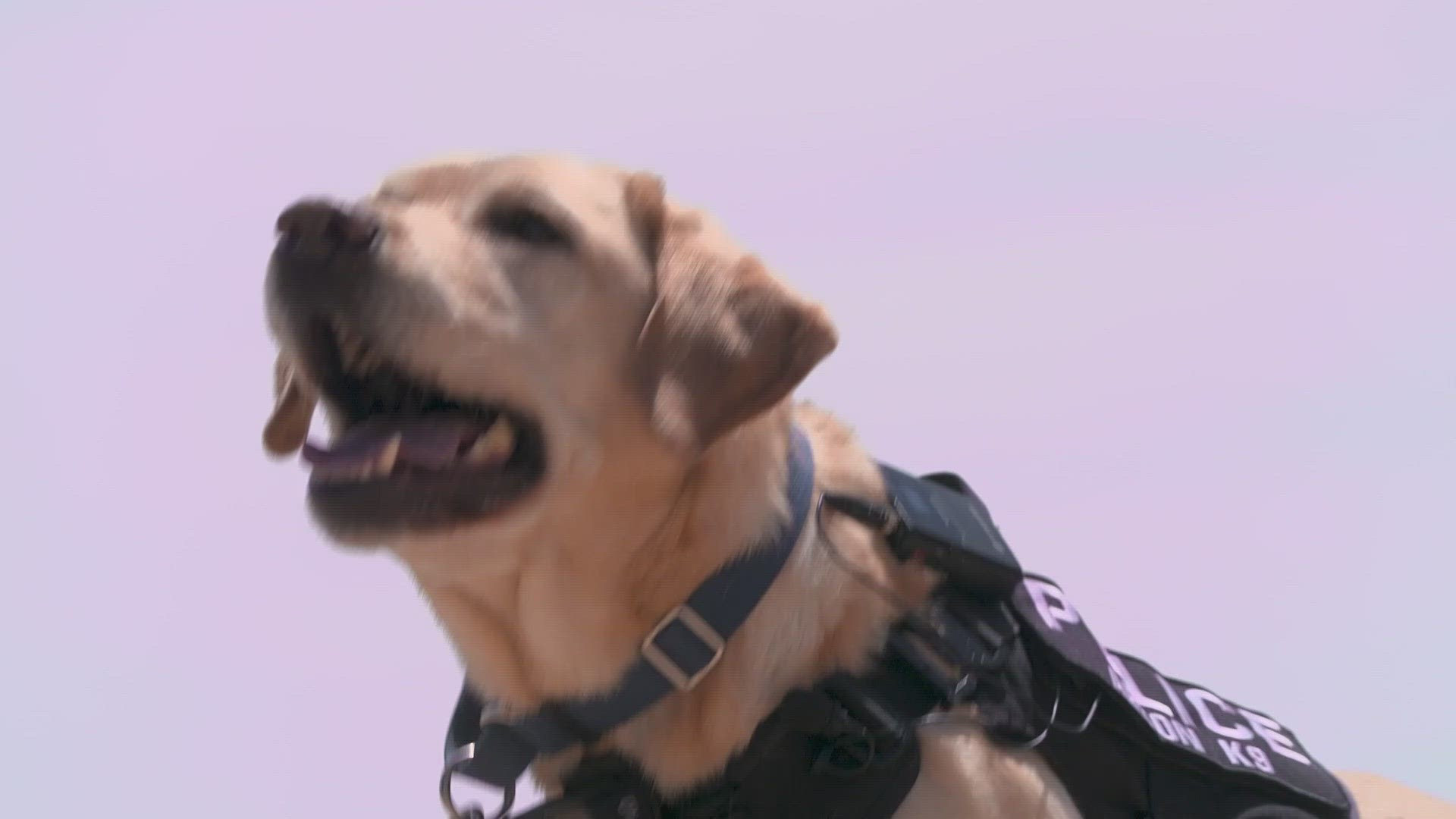 In the U.S., there are 64 ATF canines. Two of them are in North Texas with the Lewisville Fire Department and the Fort Worth Fire Department. One of them is Buzz.