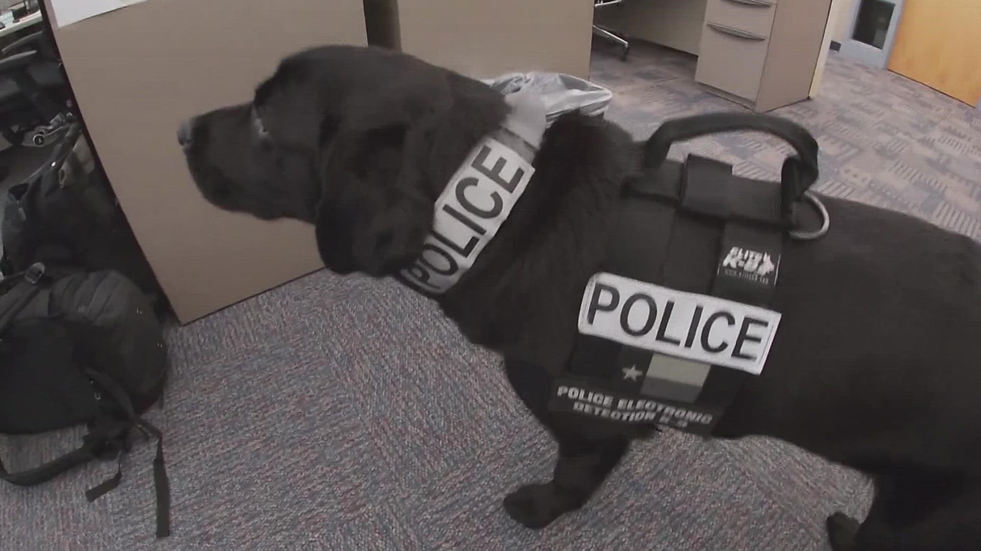 Dallas police: Meet new K-9 officer Remi | wfaa.com