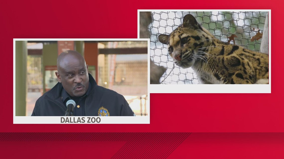 Dallas Zoo: Clouded leopard Nova still missing; police say enclosure