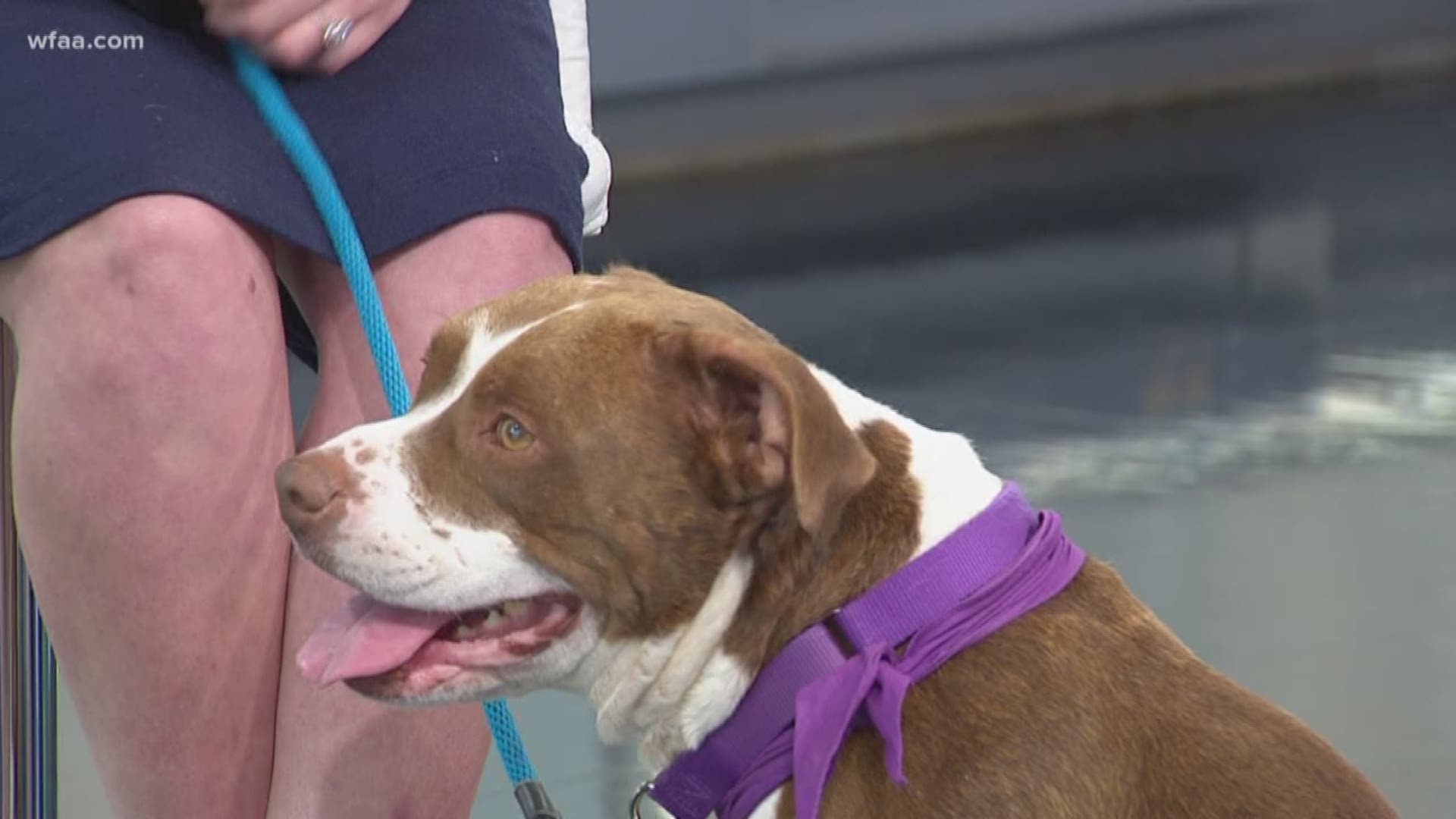 As our "WFAA Tailwagger" hopes for a home, Hansel also hopes to help other pets in need.  The SPCA of Texas once again takes part in North Texas Giving Day.