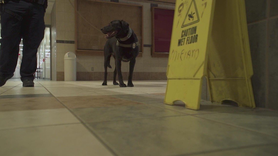 Mesquite police hire gunsniffing dog to detect weapons in schools