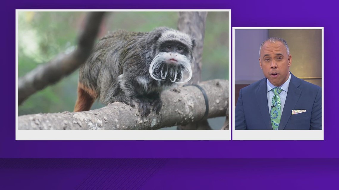 Missing Dallas Zoo monkeys found