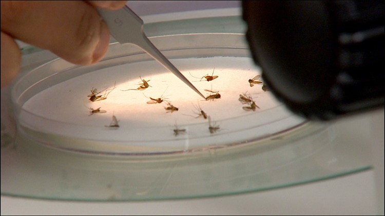 West Nile virus found in mosquito