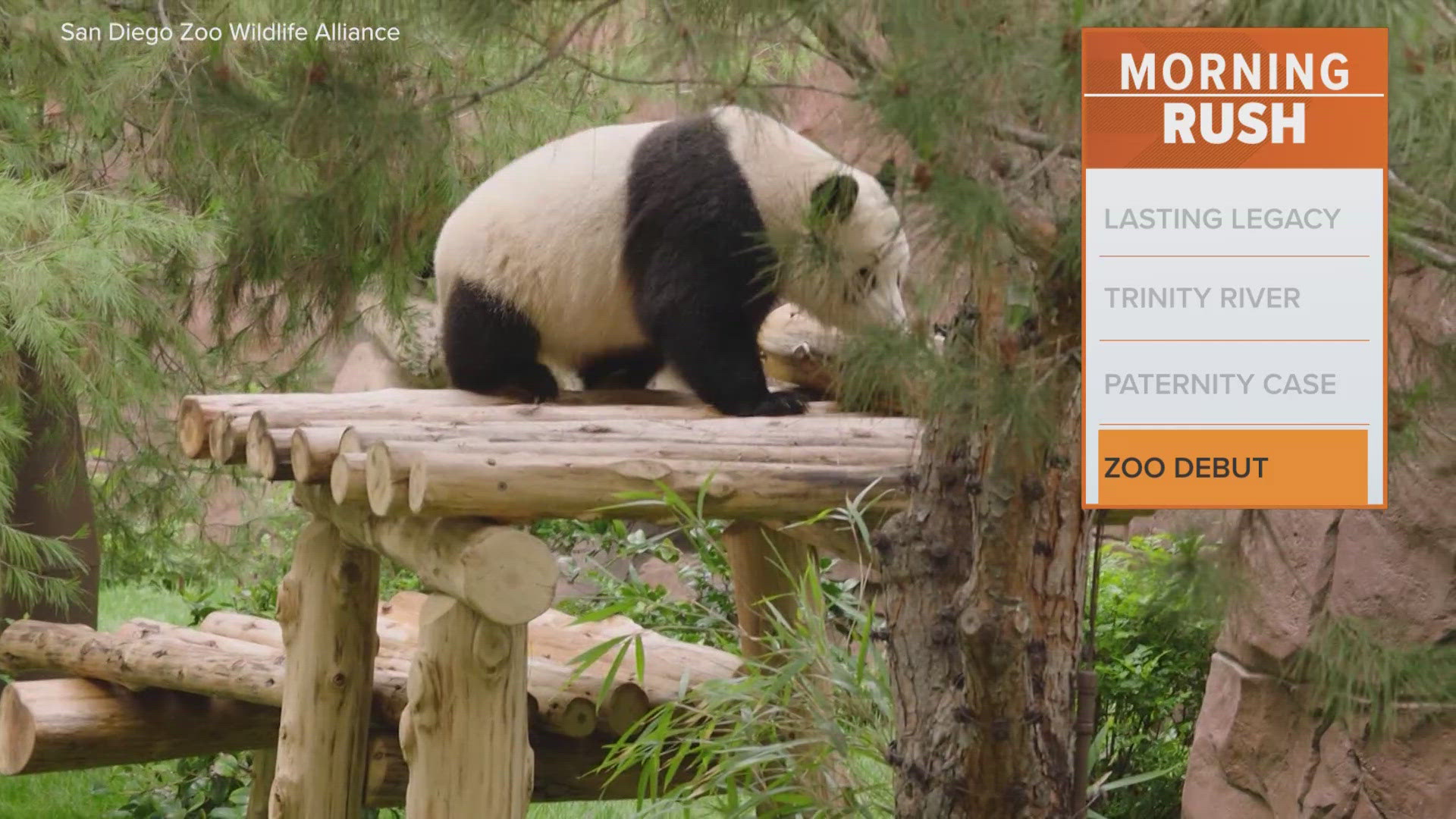 San Diego Zoo releases new video of its Pandas!