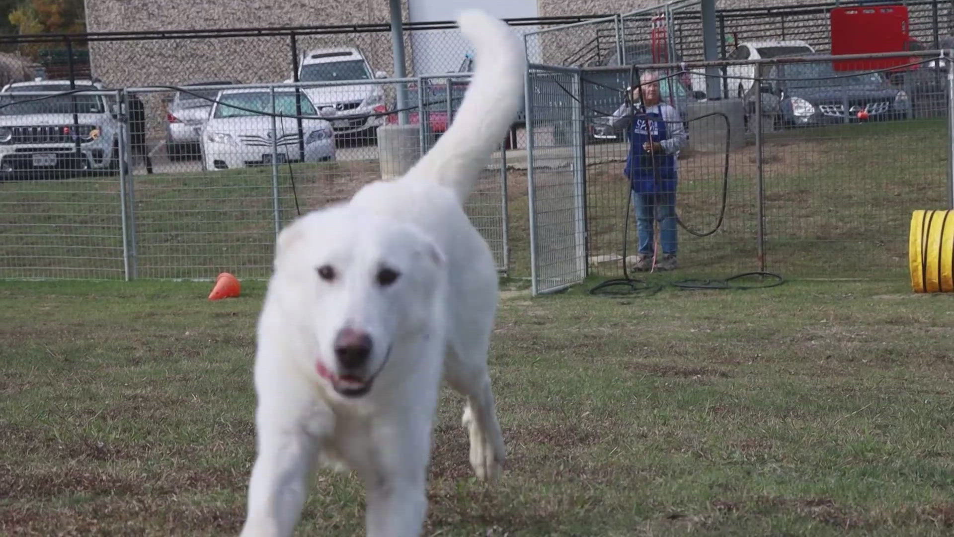 Jayden is available for adoption through the SPCA of Texas.