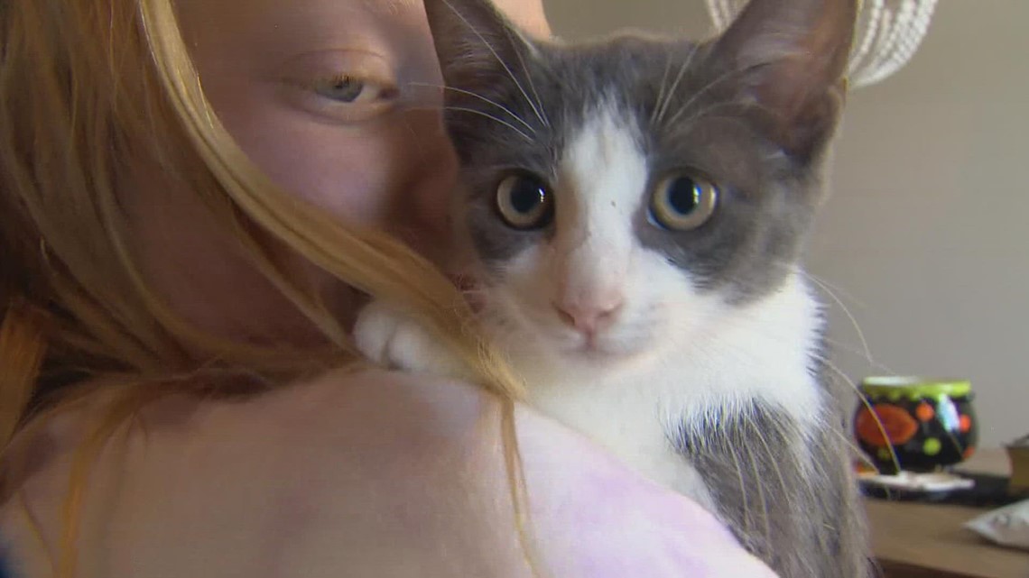 Kitten takes 300-mile week-long joyride under car from Louisiana to Texas - Vimarsana News