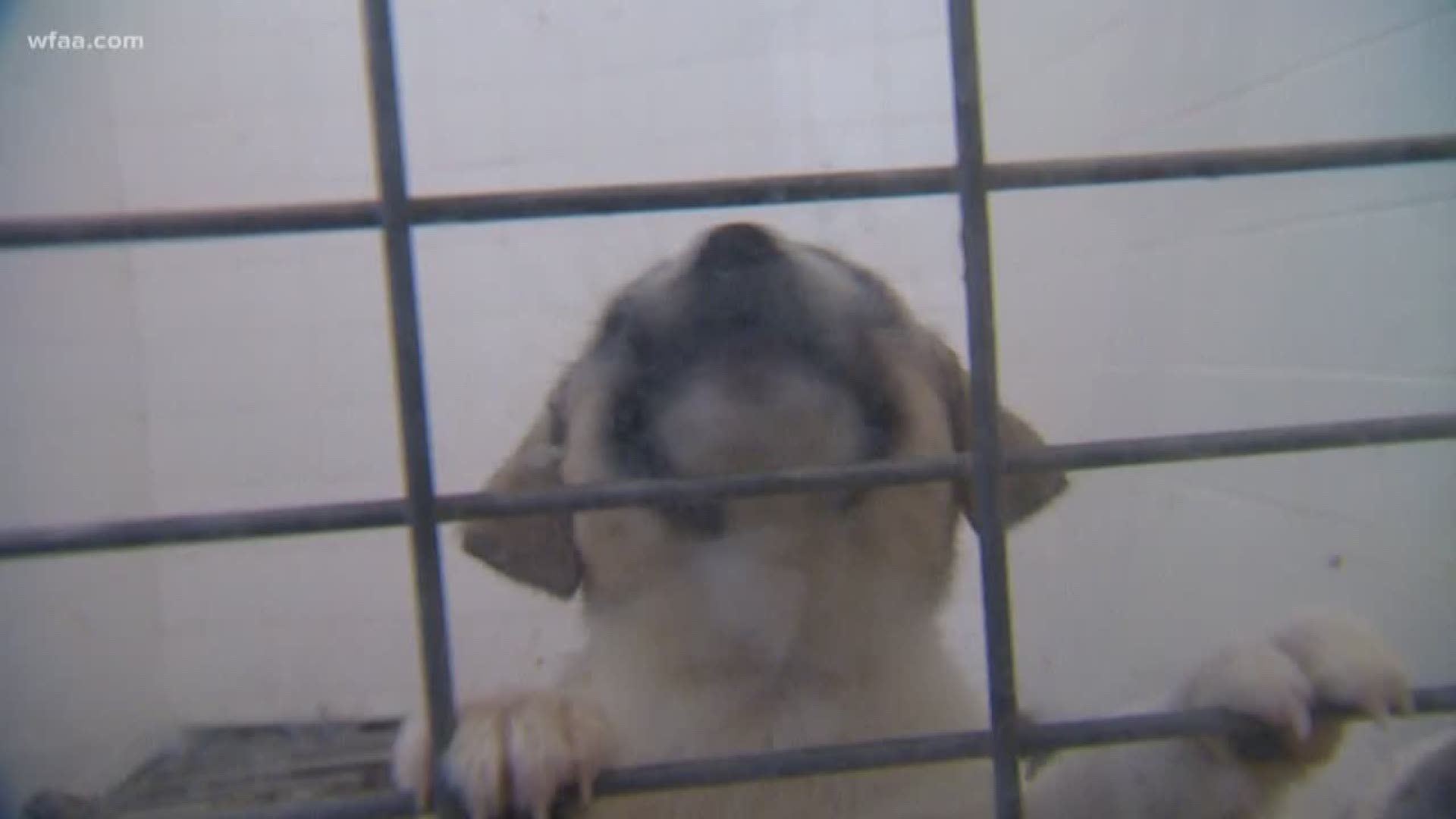 Thousands of pets sheltered after Cleburne pet store shut down