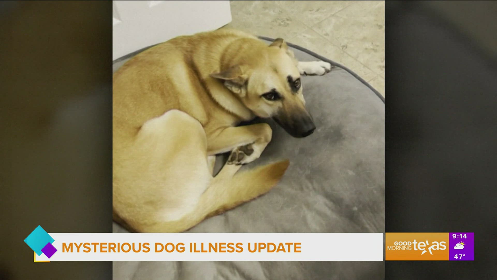 Mysterious Illness in Dogs Update