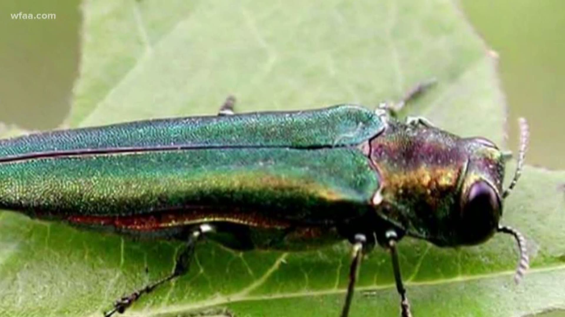 The Emerald Ash Borer has decimated ash trees in the Midwest for years. The beetle was discovered in Fort Worth in 2018.