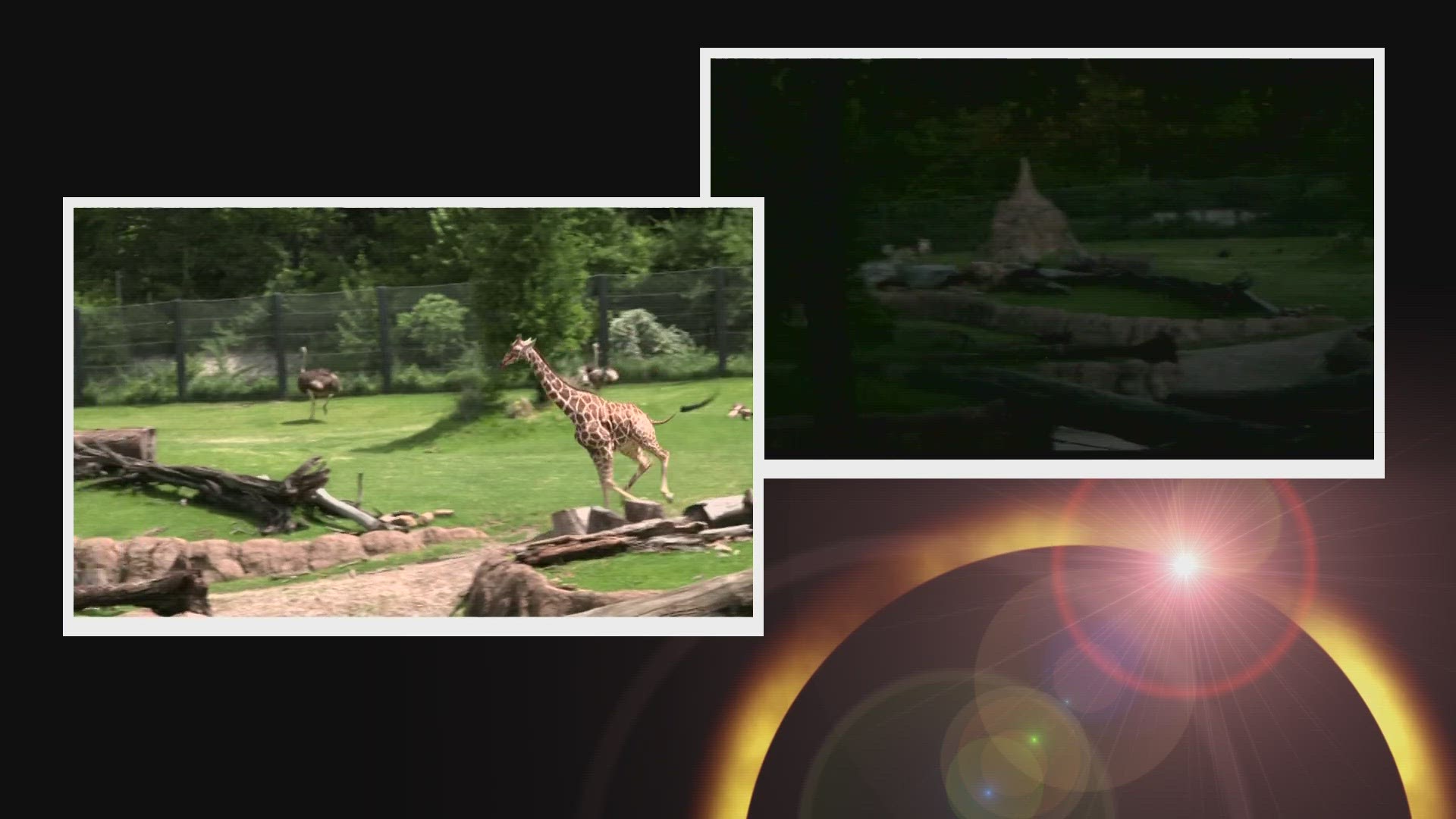 Giraffes were running around during the eclipse, but when everything went dark, they started calming down.