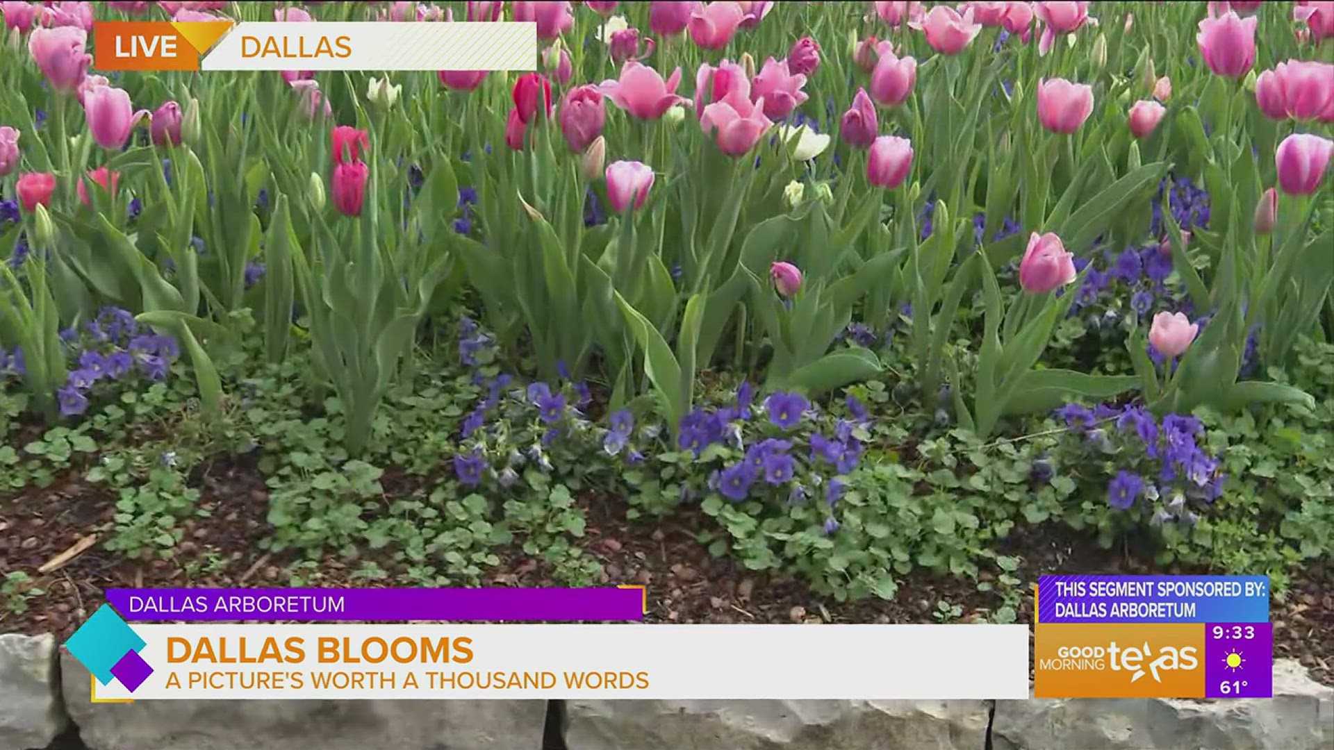 Paige takes us to the Dallas Arboretum and Botanical Garden to show us the beautiful blooms.