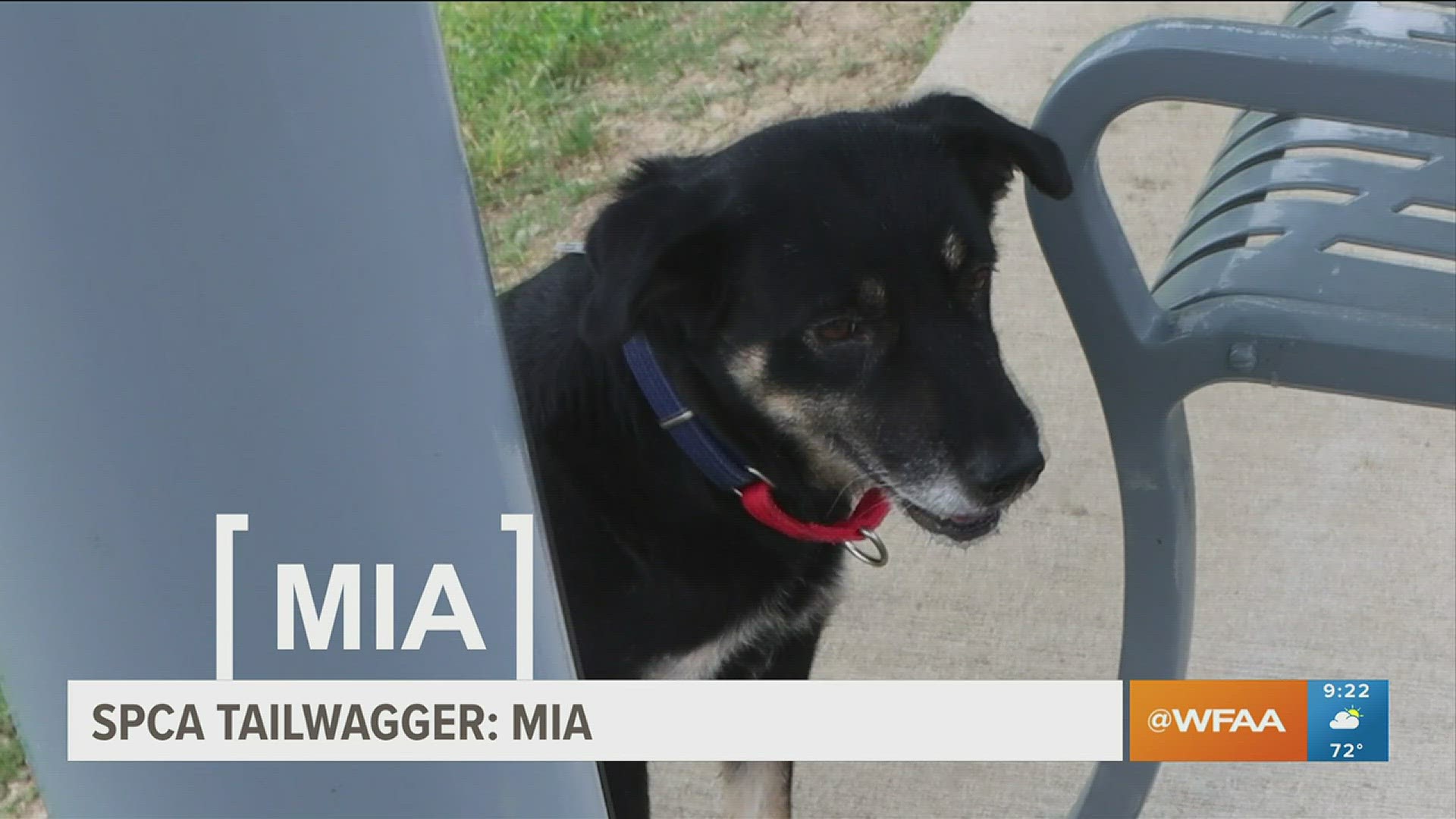 Mia is looking for her fur-ever home.