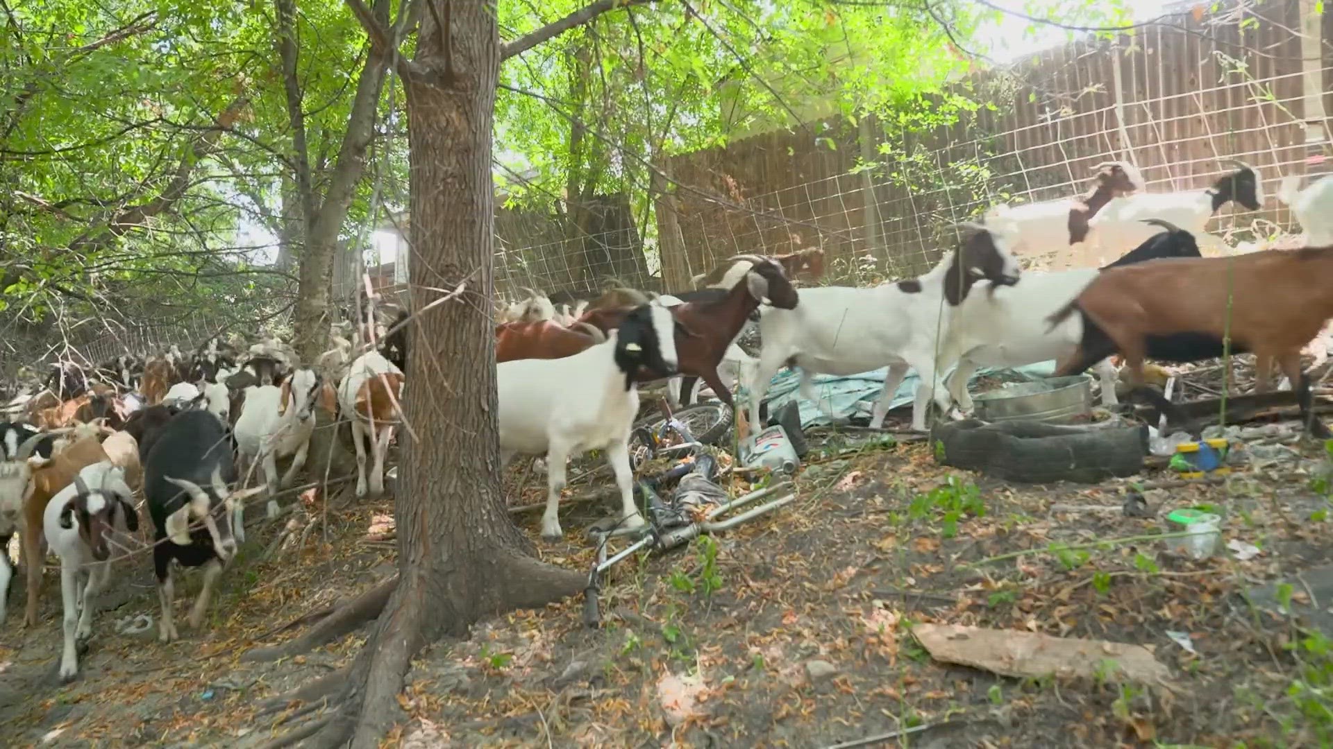 Dallas Water Utilities is exploring a pilot project in hopes of addressing several issues related to storm water and flood plain management.