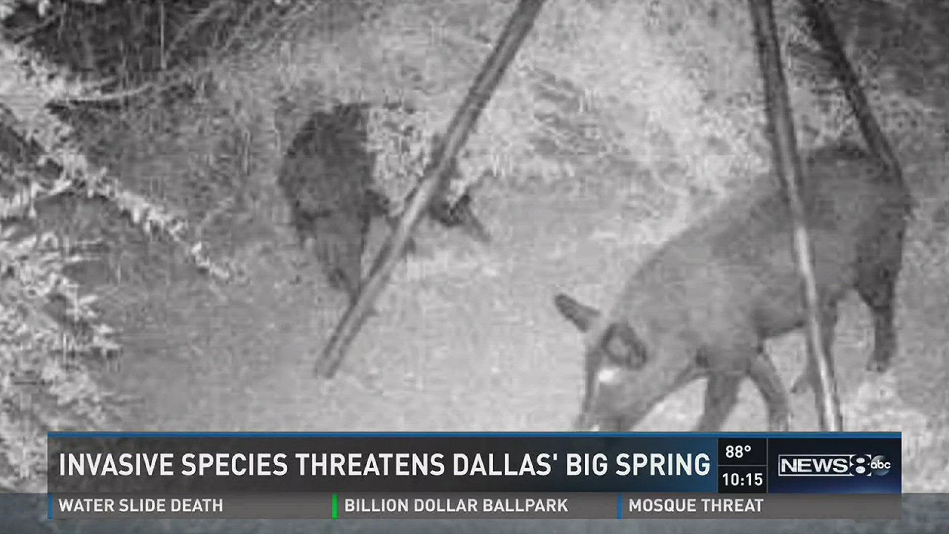Invasive species threatens Dallas' Big Spring