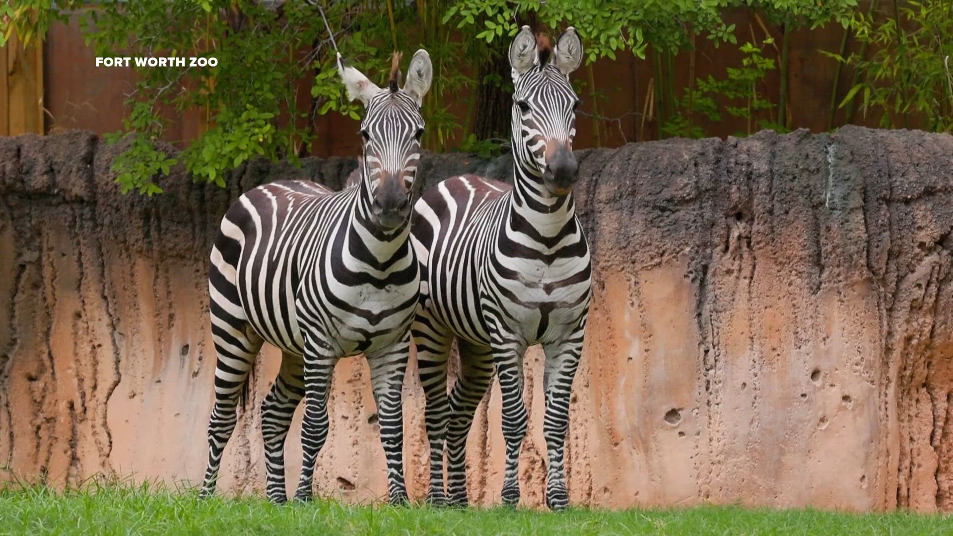 Zebras return to Fort Worth Zoo after five-year absence | wfaa.com