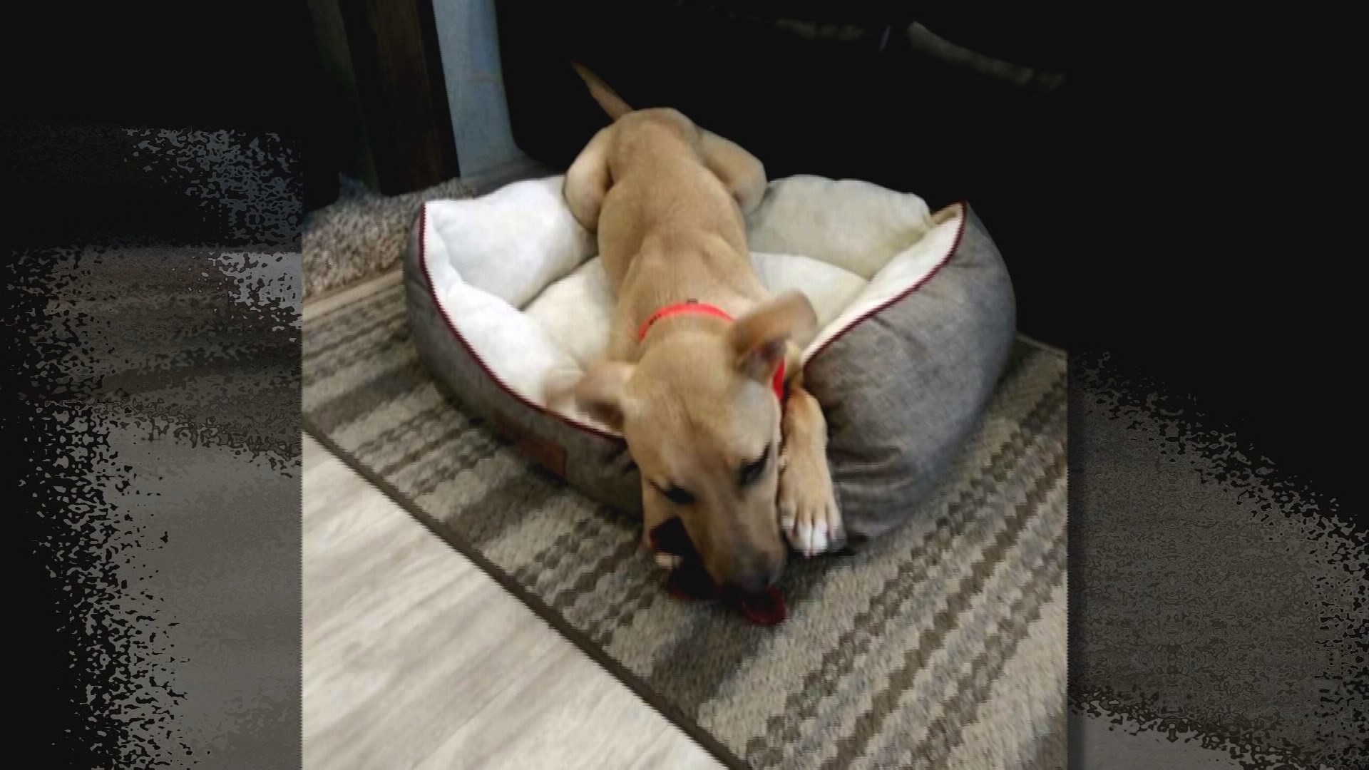 Fort Worth shelter dog dies of parvo 48 hours after adoption, family