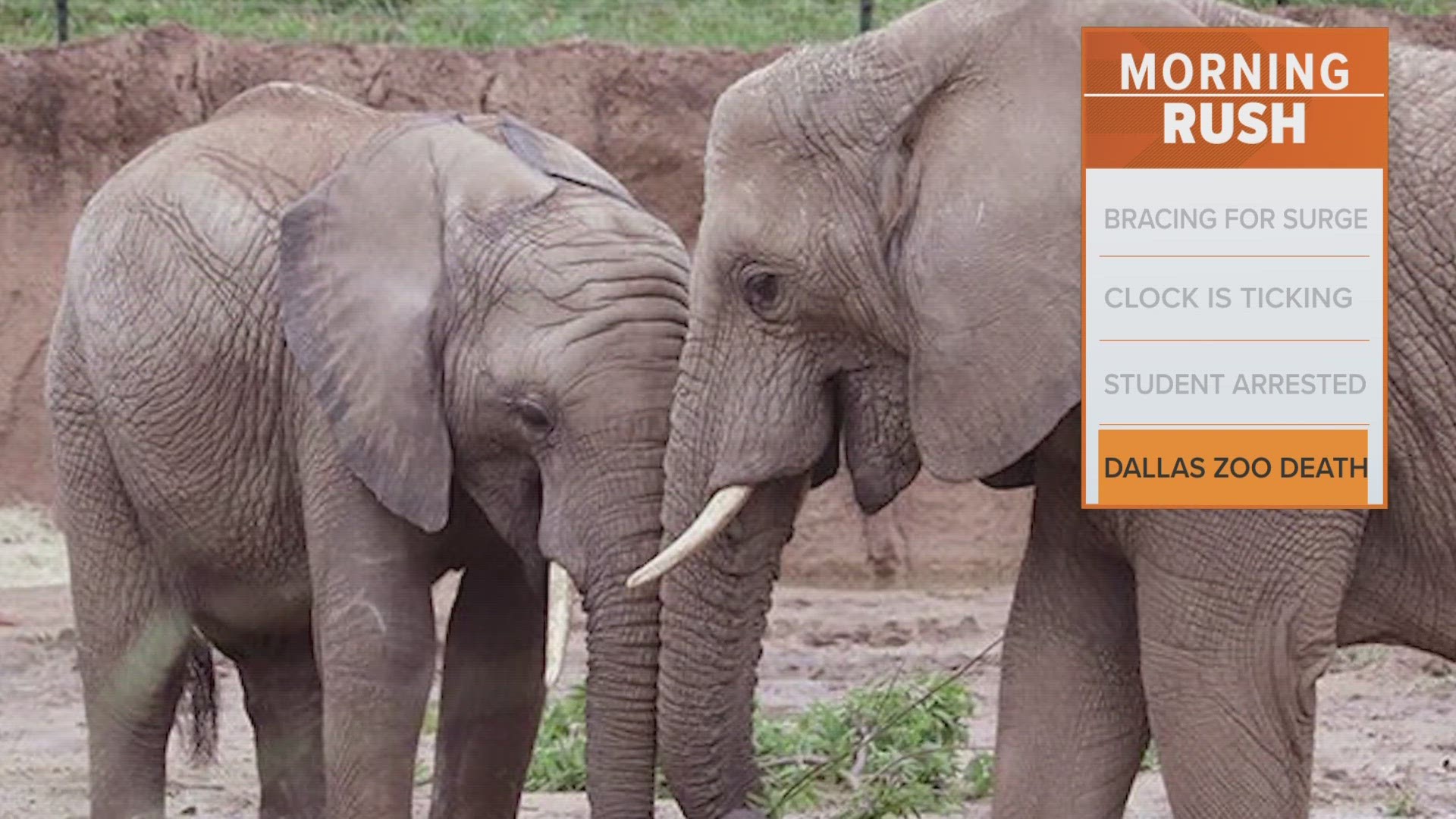 Ajabu was nearly 7 years old when he died of elephant endotheliotropic herpesvirus.