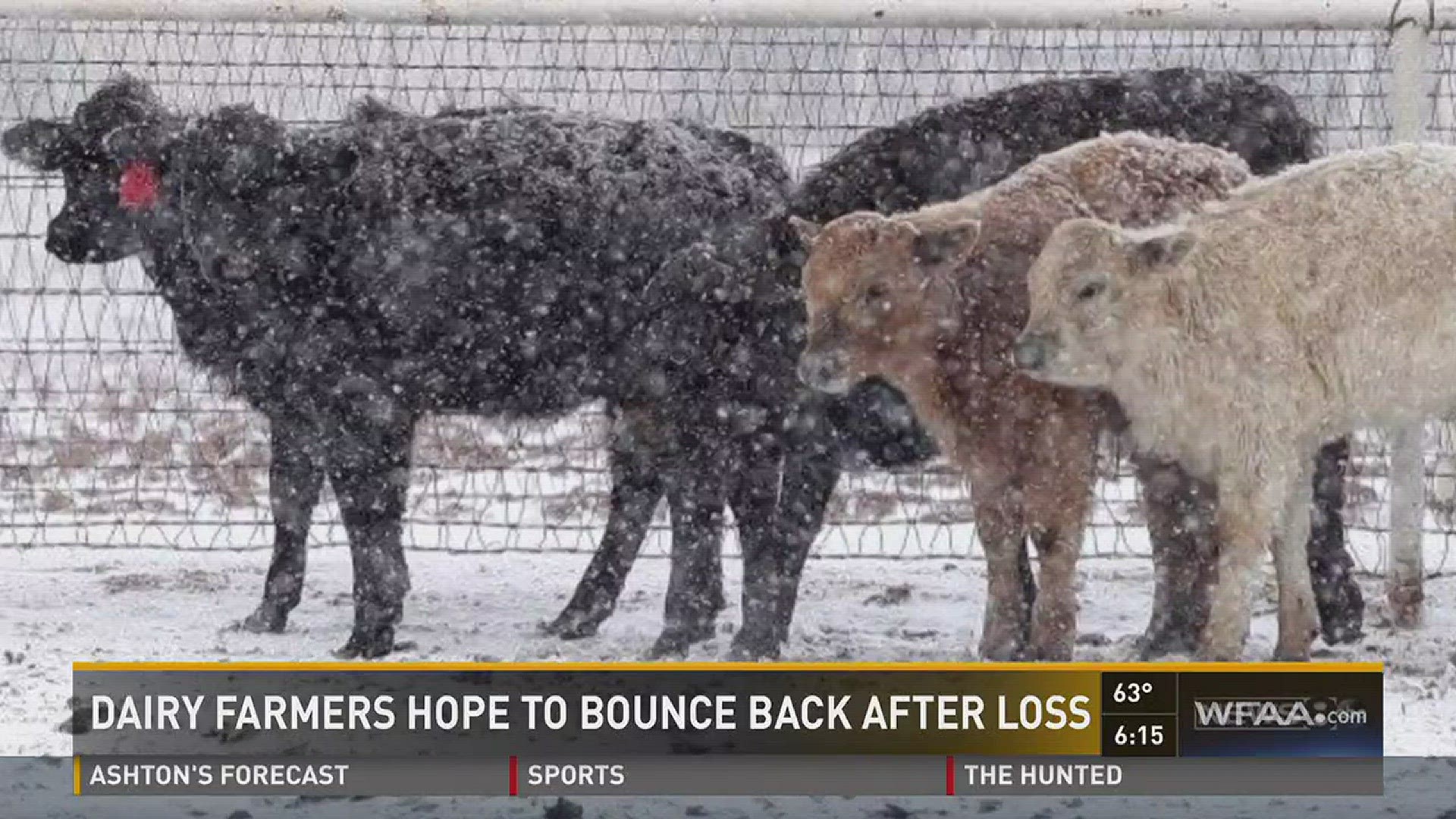 More than 35,000 dairy cows perished in the brutal December storm.