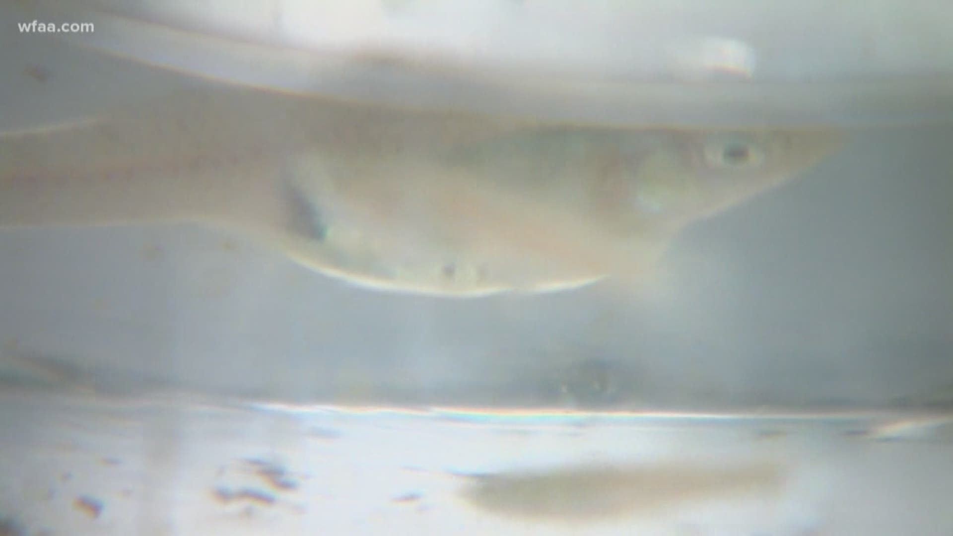 Southlake introduces gambusia fish to help combat mosquito population with natural predators