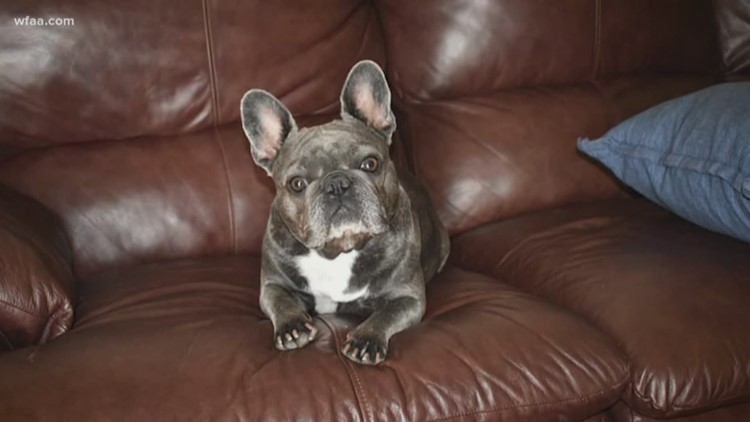 Texas French Bulldogs - Enter to win this Louis Vuitton Baxter PM