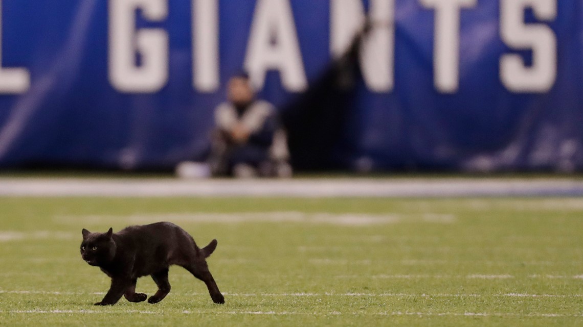 MNF: Cowboys-Giants game halted when black cat runs on MetLife field