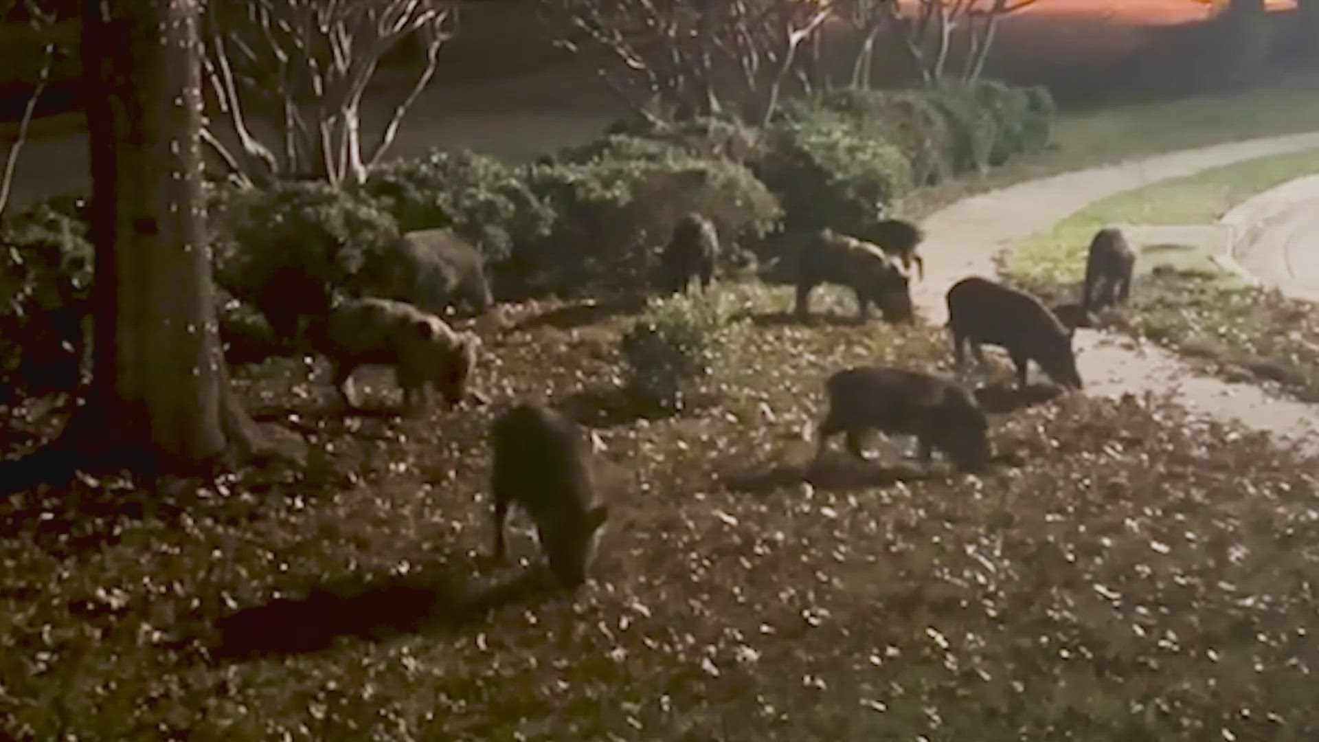 As many as ten wild pigs have been spotted roaming the neighborhood together--digging up yards and going through trash left for garbage men.