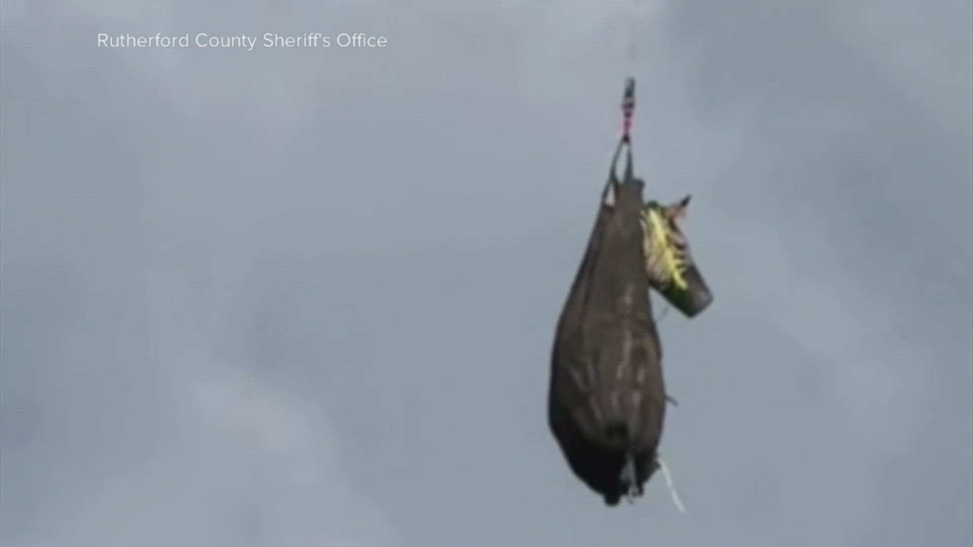 The Zebra was caught after a week on the run. 