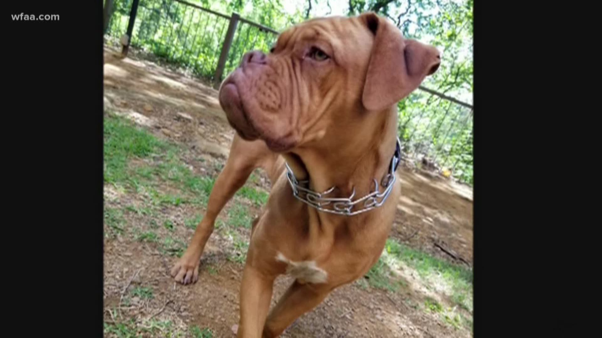 Rosalyn is a 2-year-old Mastiff who assists as a medical alert dog.