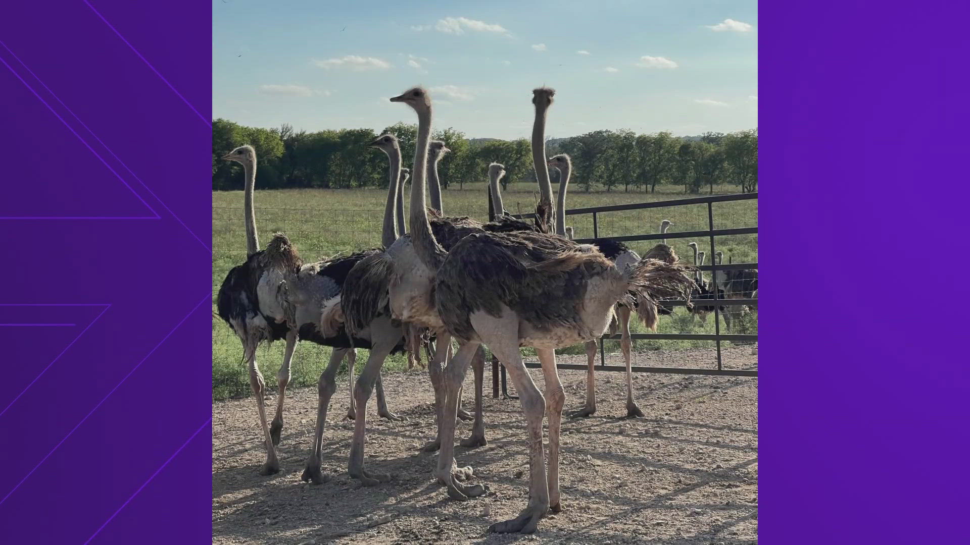 A ranch in Valley Mills is asking neighbors to help track down more than 130 ostriches that escaped during a flood of the Bosque River.