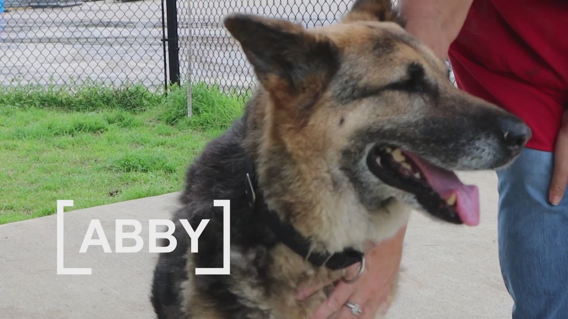 Abby is looking for her fur-ever home!