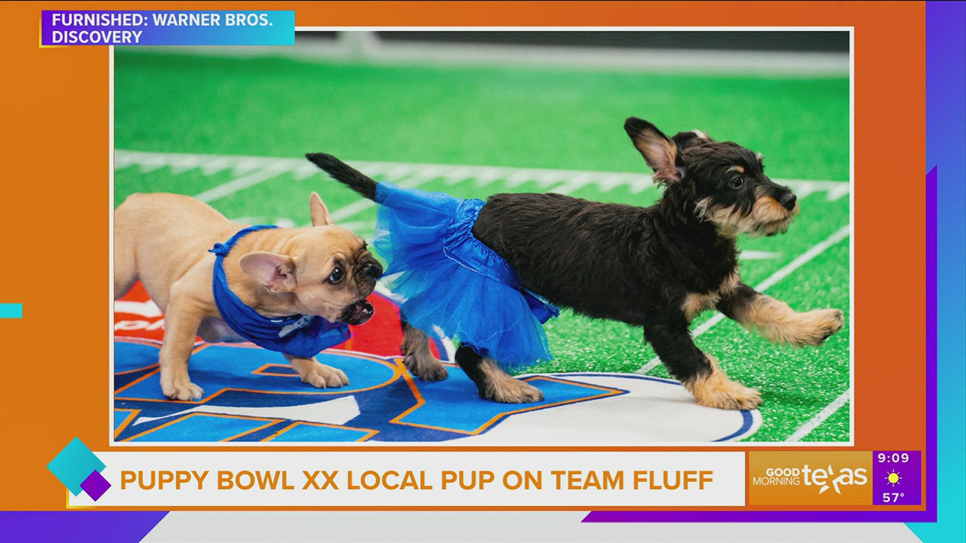 Here's How to Watch and Stream the 2024 Puppy Bowl at Home