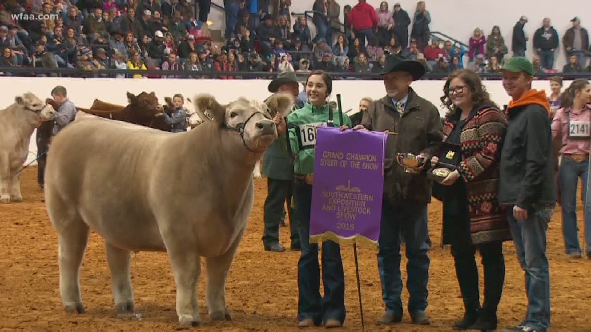 Fort Worth Stock Show Grand Champion Steer 2024 - Lenee Shoshana