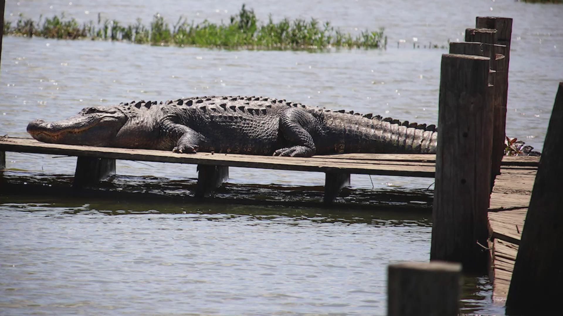This is at least the second alligator spotting in North Texas this year.