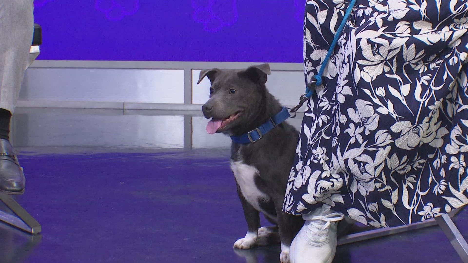 Callie is available for adoption through the SPCA of Texas. 